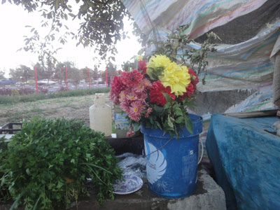 یک دسته گل در جکم اباد